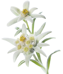 Edelweiss PNG-66301